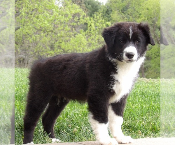 Medium Photo #7 Australian Shepherd Puppy For Sale in GLADE SPRING, VA, USA