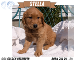 Small #6 Golden Retriever