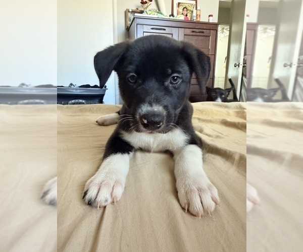 Medium Photo #3 Siberian Husky-Unknown Mix Puppy For Sale in ONTARIO, CA, USA