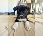 Small #2 Siberian Husky Mix