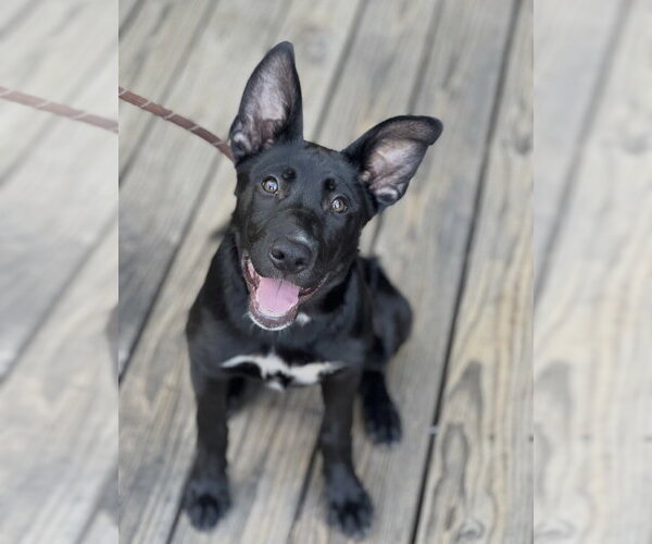 Medium Photo #20 Labrador Retriever-Unknown Mix Puppy For Sale in Dana Point, CA, USA