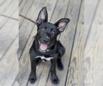 Small #19 Labrador Retriever Mix