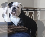 Small English Bulldog