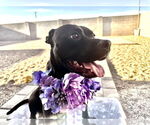Small #2 American Pit Bull Terrier Mix