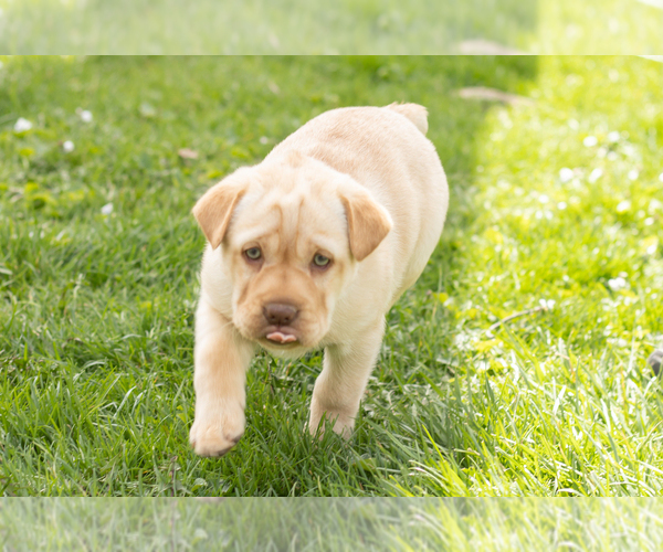 Medium Photo #3 Cocker-Pei Puppy For Sale in MILLERSBURG, IN, USA