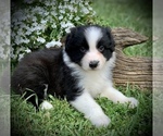 Small Photo #4 Australian Shepherd Puppy For Sale in BLACKSBURG, VA, USA