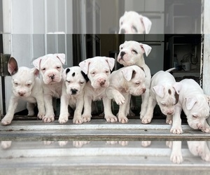American Bulldog-American Staffordshire Terrier Mix Puppy for sale in BAY SHORE, NY, USA
