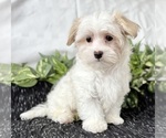 Small Photo #10 Maltese Puppy For Sale in ROCK STREAM, NY, USA