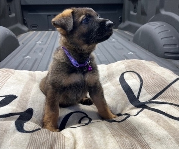 Medium Photo #2 German Shepherd Dog Puppy For Sale in HASLET, TX, USA