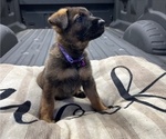 Small #1 German Shepherd Dog