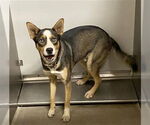 Small German Shepherd Dog-Siberian Husky Mix
