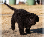 Small Photo #28 Spanish Water Dog Puppy For Sale in SIMLA, CO, USA