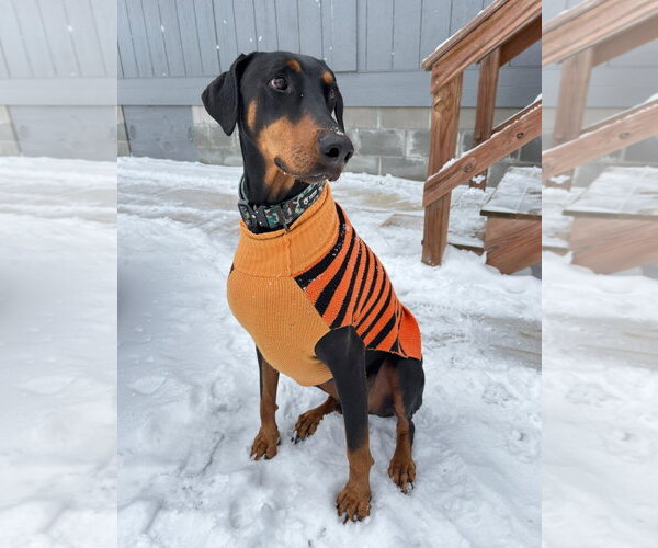 Medium Photo #4 Doberman Pinscher Puppy For Sale in Buffalo, MN, USA