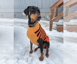 Small #3 Doberman Pinscher