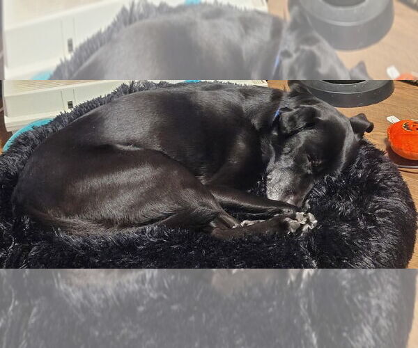 Medium Photo #4 Borador Puppy For Sale in Bellingham, WA, USA