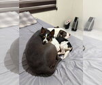 Small #2 American Pit Bull Terrier Mix