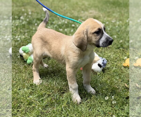 Medium Photo #2 Labrador Retriever Puppy For Sale in Yardley, PA, USA