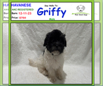 Small Photo #1 Havanese Puppy For Sale in ALBION, IN, USA