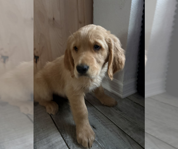 Medium Photo #3 Golden Retriever Puppy For Sale in ORLANDO, FL, USA
