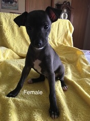 Italian Greyhound Puppy for sale in AUGUSTA, KS, USA