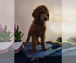 Small Photo #5 Poodle (Standard) Puppy For Sale in JOPLIN, MO, USA