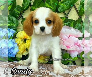 Cavalier King Charles Spaniel Puppy for sale in MIAMI, FL, USA