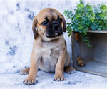 Small Photo #11 Puggle Puppy For Sale in WAKARUSA, IN, USA