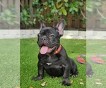 Small Photo #6 French Bulldog Puppy For Sale in FORT LAUDERDALE, FL, USA