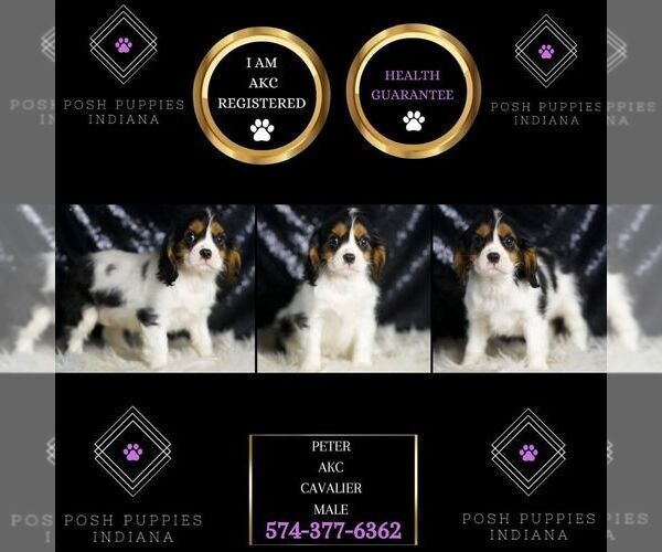 Medium Photo #2 Cavalier King Charles Spaniel Puppy For Sale in WARSAW, IN, USA
