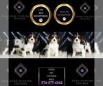 Small #1 Cavalier King Charles Spaniel