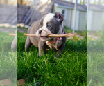 Small #5 American Bully