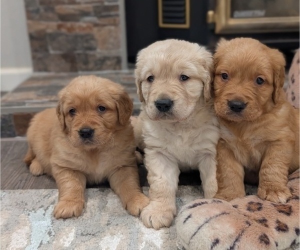Medium Photo #3 Golden Retriever Puppy For Sale in SACRAMENTO, CA, USA