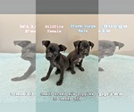 Small Photo #3 Chihuahua-Unknown Mix Puppy For Sale in Oakhurst, NJ, USA