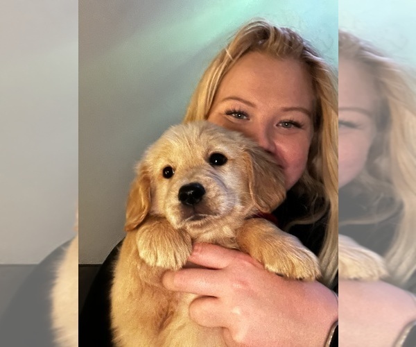 Medium Photo #1 Golden Retriever Puppy For Sale in MILTON, FL, USA