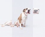 Small #1 American Bulldog Mix