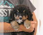 Small #1 Bernedoodle (Miniature)