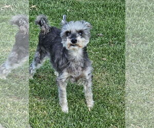 Mutt Dogs for adoption in Farmington, MN, USA