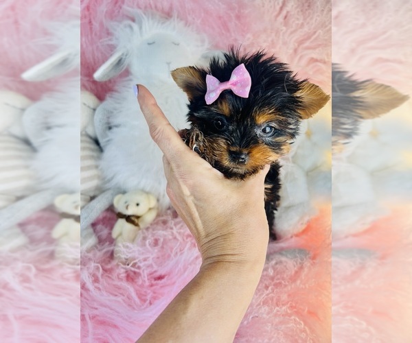 Medium Photo #15 ShihPoo Puppy For Sale in TAMPA, FL, USA