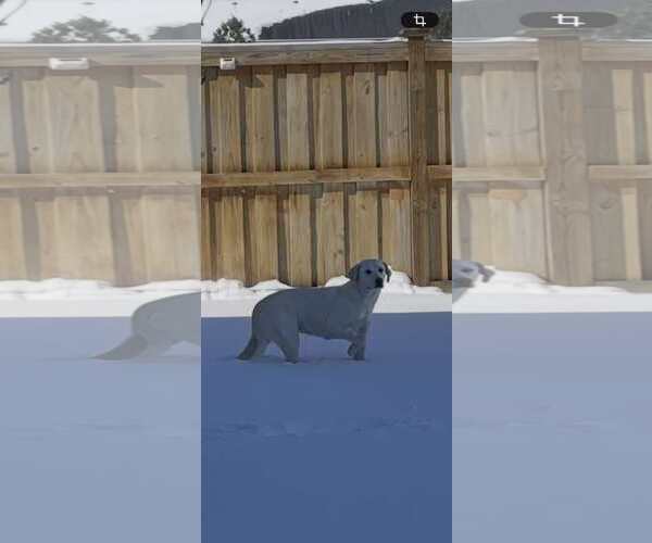 Medium Photo #3 Labrador Retriever-Unknown Mix Puppy For Sale in Spring Lake, NC, USA