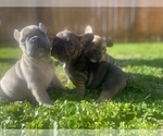 Small Photo #3 French Bulldog Puppy For Sale in GERBER, CA, USA