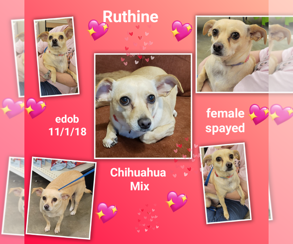 Medium Photo #2 Chihuahua-Unknown Mix Puppy For Sale in Missouri City, TX, USA