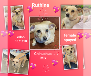 Ruthine - Female Chihuahua-Unknown Mix Dog for Adoption - Photo #2