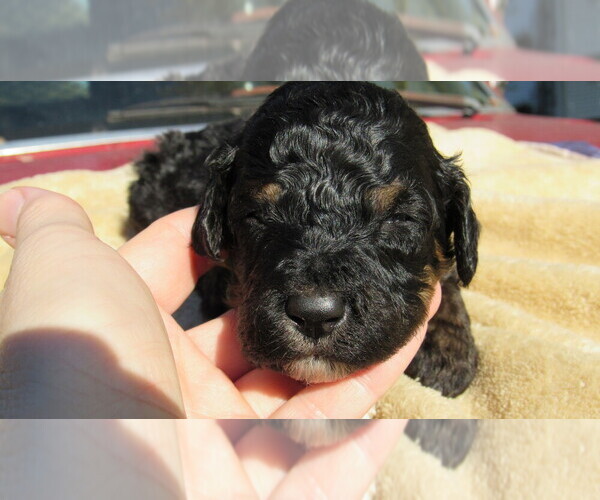 Medium Photo #1 Bernedoodle Puppy For Sale in BIG ROCK, IL, USA