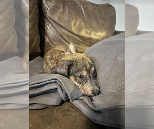 Medium Photo #4 Shepradors Puppy For Sale in Brewster, NY, USA