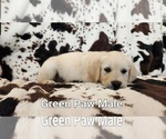Small Photo #1 Golden Retriever Puppy For Sale in CRAWFORDVILLE, FL, USA
