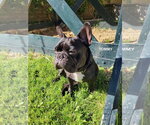 Small #3 French Bulldog