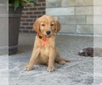 Small Photo #30 Golden Retriever Puppy For Sale in WOLCOTT, IN, USA
