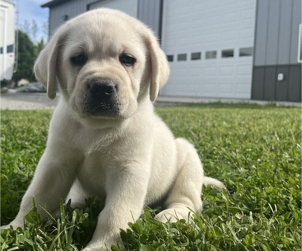 Medium Photo #13 Labrador Retriever Puppy For Sale in BLANCHESTER, OH, USA