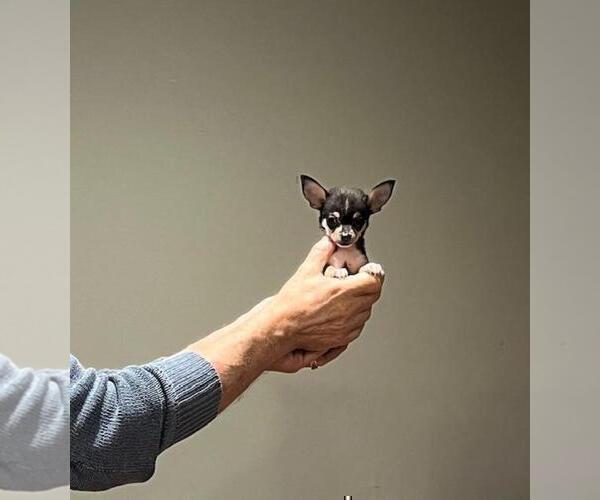 Medium Photo #22 Chihuahua Puppy For Sale in MIAMI BEACH, FL, USA