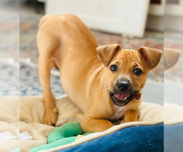 Medium Photo #1 Chihuahua Puppy For Sale in Marina Del Rey, CA, USA